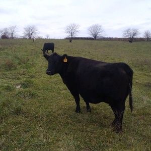 Meet your Posher, Dennis